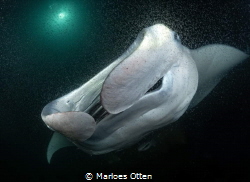 What does a manta ray eat? Well...this... Krill. A manta ... by Marloes Otten 